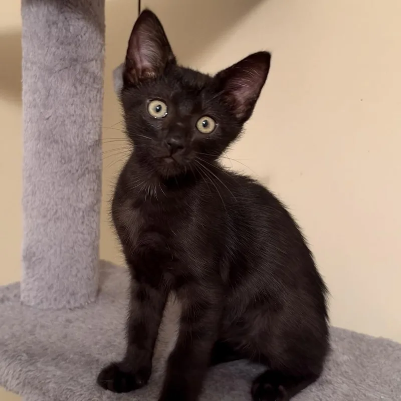 A baby small-sized male Black Domestic Short Hair cat named Bodhi for adoption in Peachtree City, GA