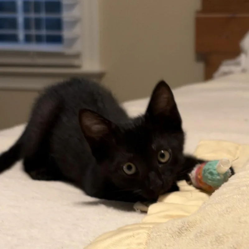 Bodhi thumbnail 3