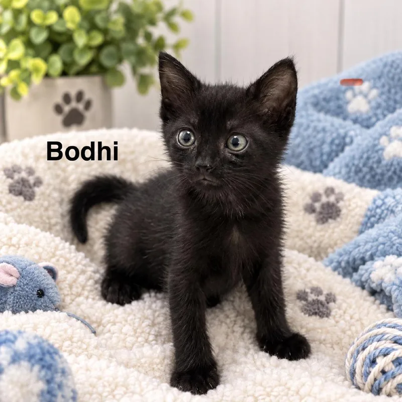 Bodhi thumbnail 6