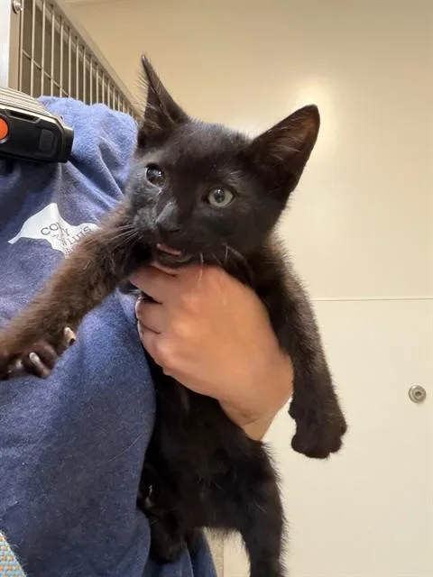 A baby small-sized female Domestic Short Hair cat named Cleo for adoption in San Luis Obispo, CA