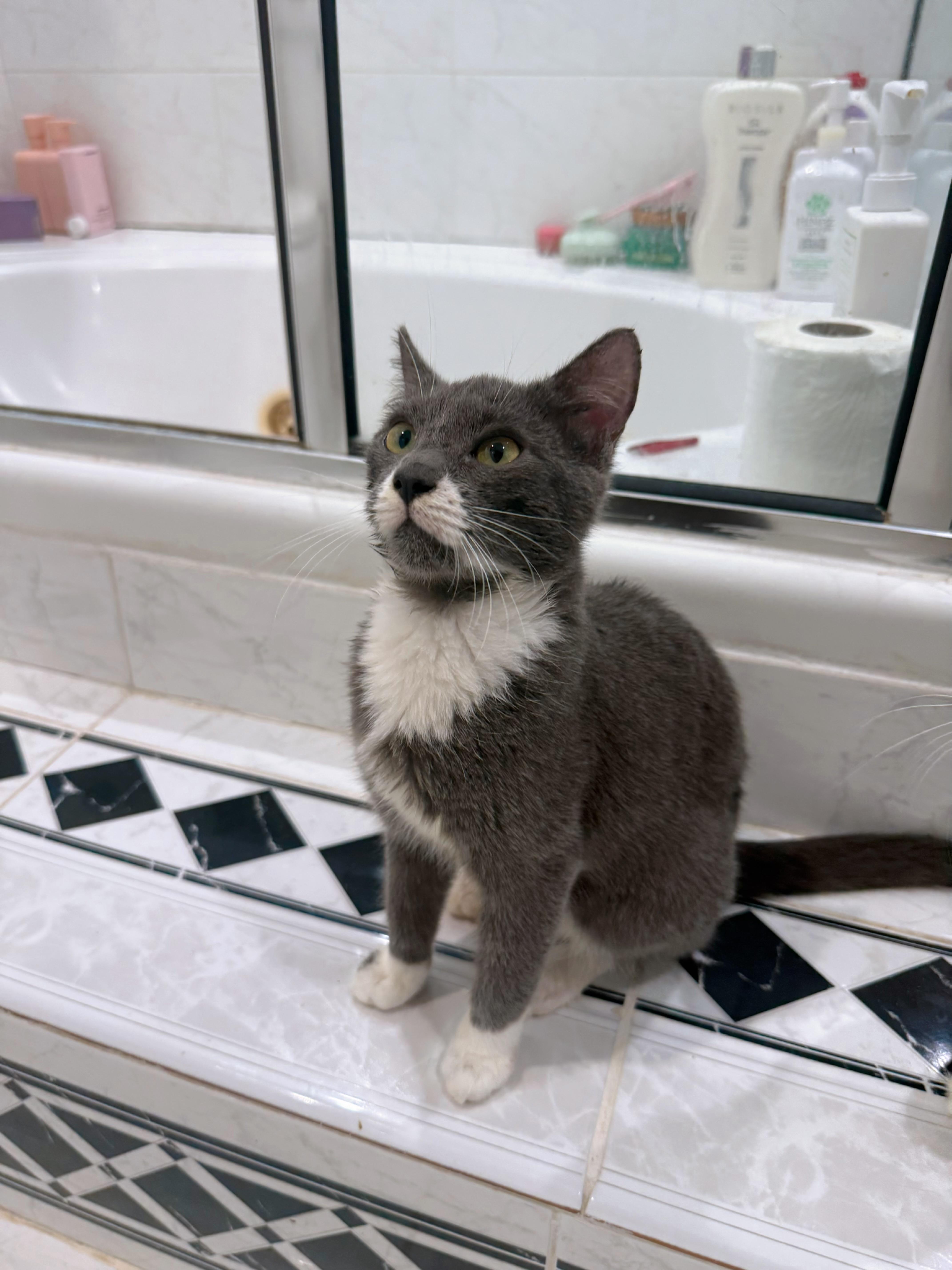 A baby large-sized male Domestic Short Hair cat named Slate for adoption in Miami, FL