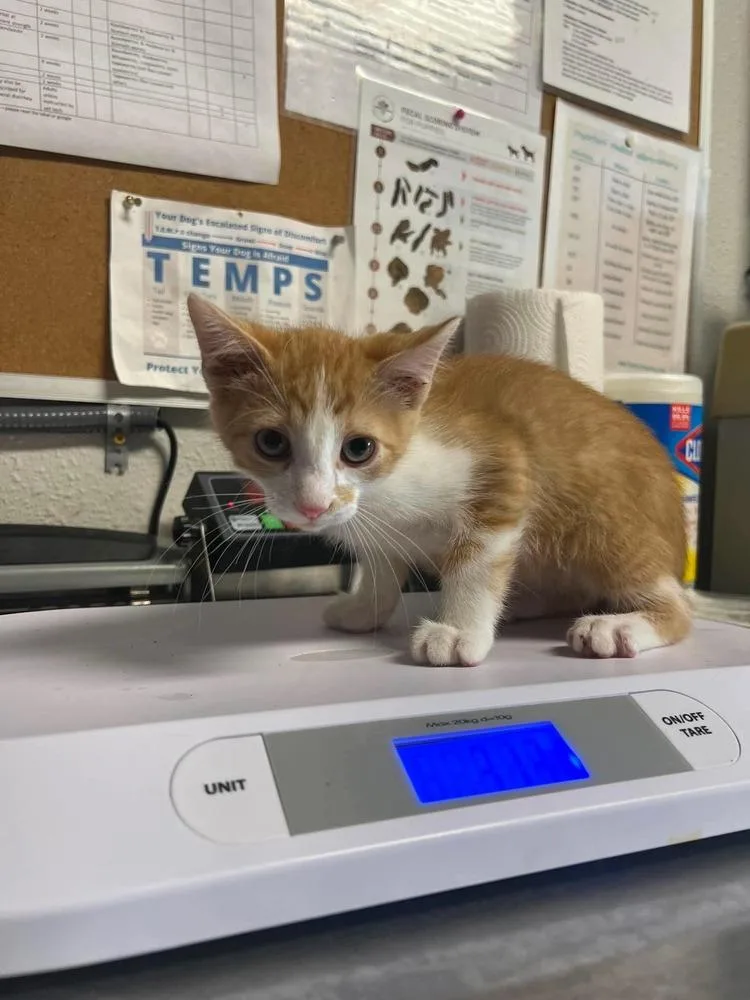 A baby small-sized male Domestic Short Hair cat named Chippy Dippy Dopey Dup for adoption in Bolivar, MO
