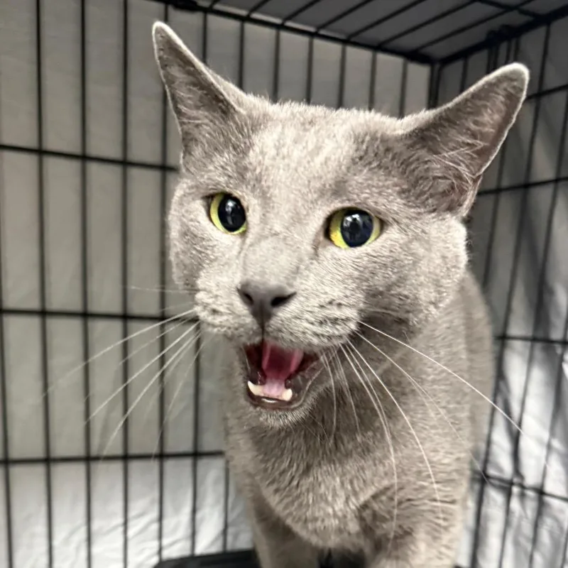 An adult small-sized male Gray / Blue / Silver Domestic Short Hair cat named Theodore for adoption in Normal, IL