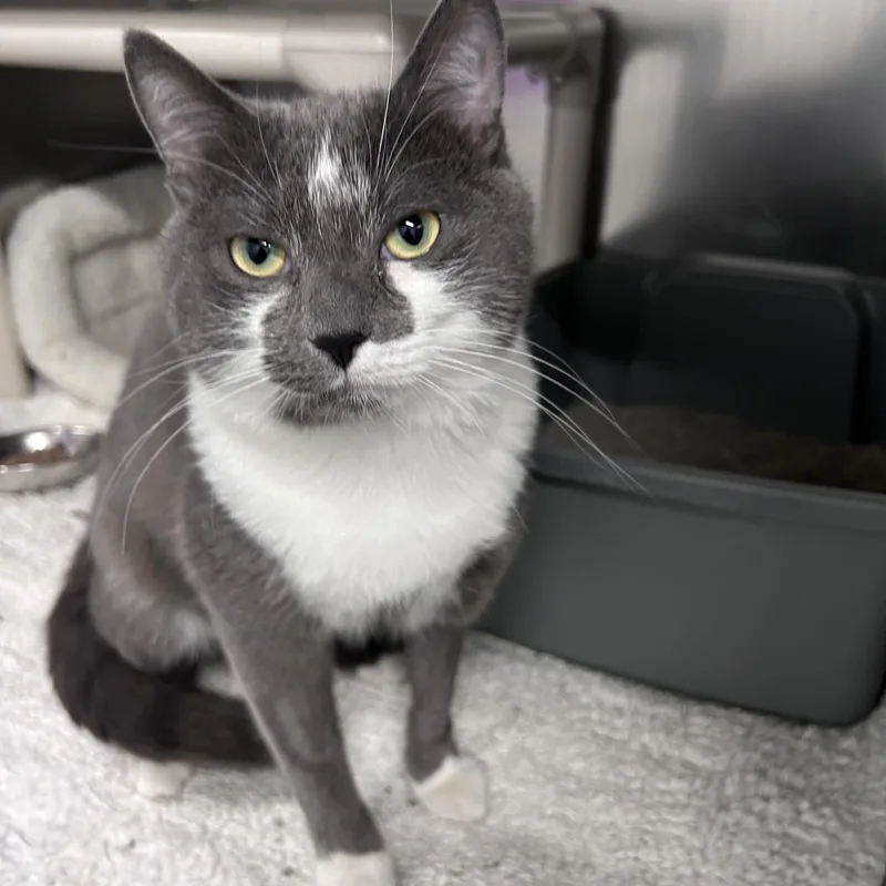 A young medium-sized male Domestic Short Hair cat named Ozzy for adoption in Wakefield, RI