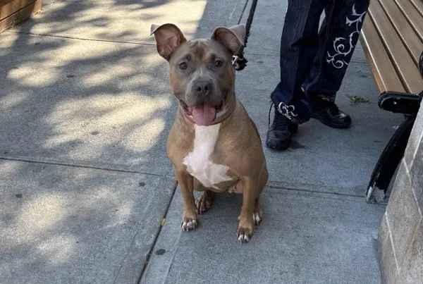 An adult large-sized female Mixed Breed dog named Gravy for adoption in New York, NY