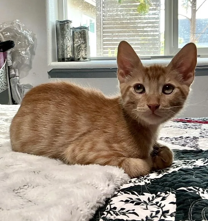 Nugget