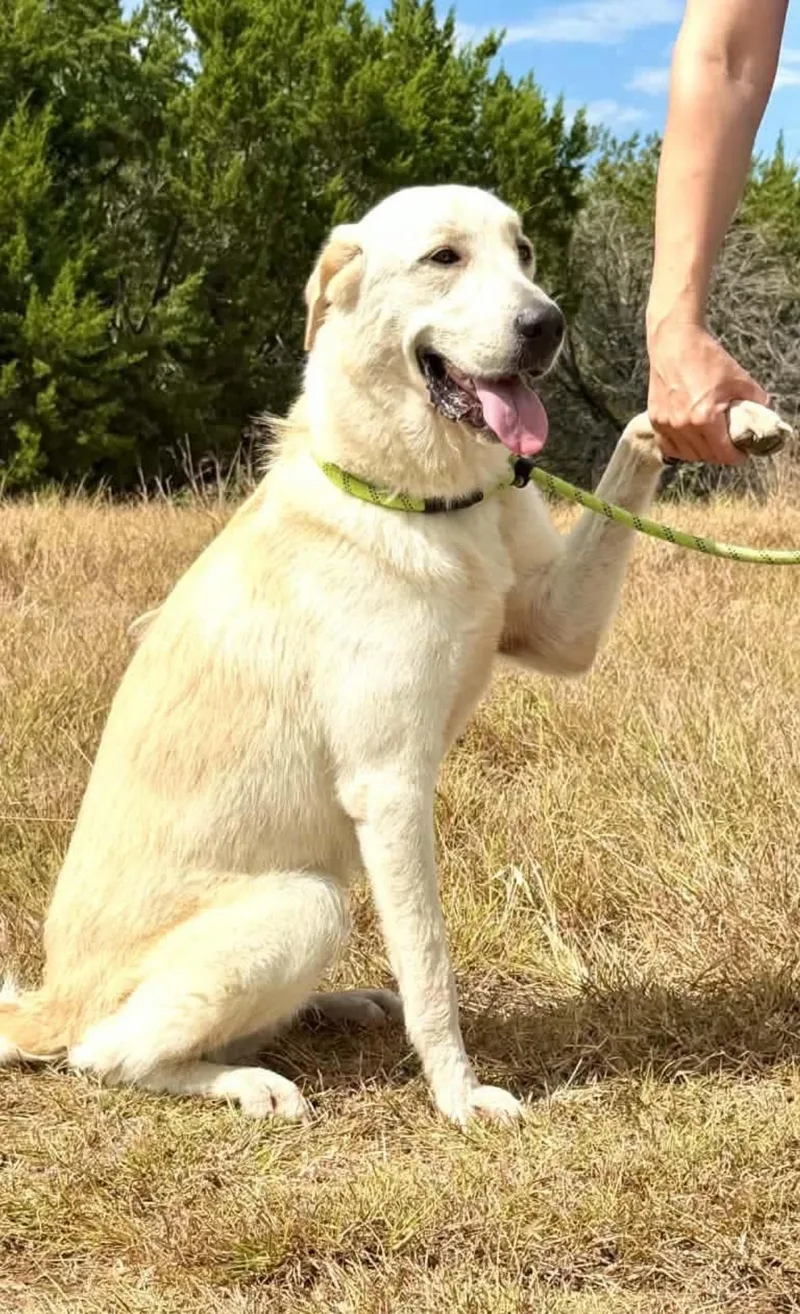 An adult medium-sized female Great Pyrenees dog named Joy for adoption in Columbia, MD