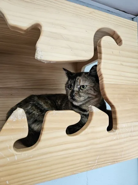 An adult medium-sized female Domestic Short Hair cat named Stevie for adoption in Kingston, NY