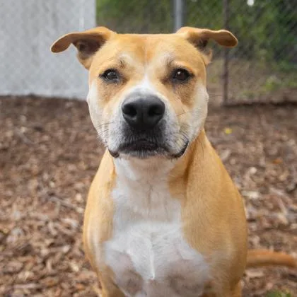 An adult large-sized male Mixed Breed dog named Boone for adoption in Largo, FL