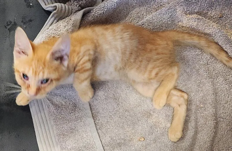 A baby small-sized male Domestic Short Hair cat named Moissanite for adoption in Hagerstown, MD