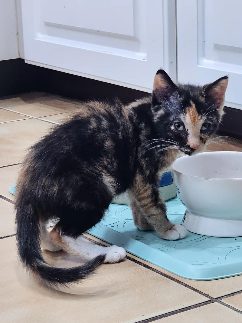 A young medium-sized female Tortoiseshell Domestic Short Hair cat named Meg for adoption in Naples, FL