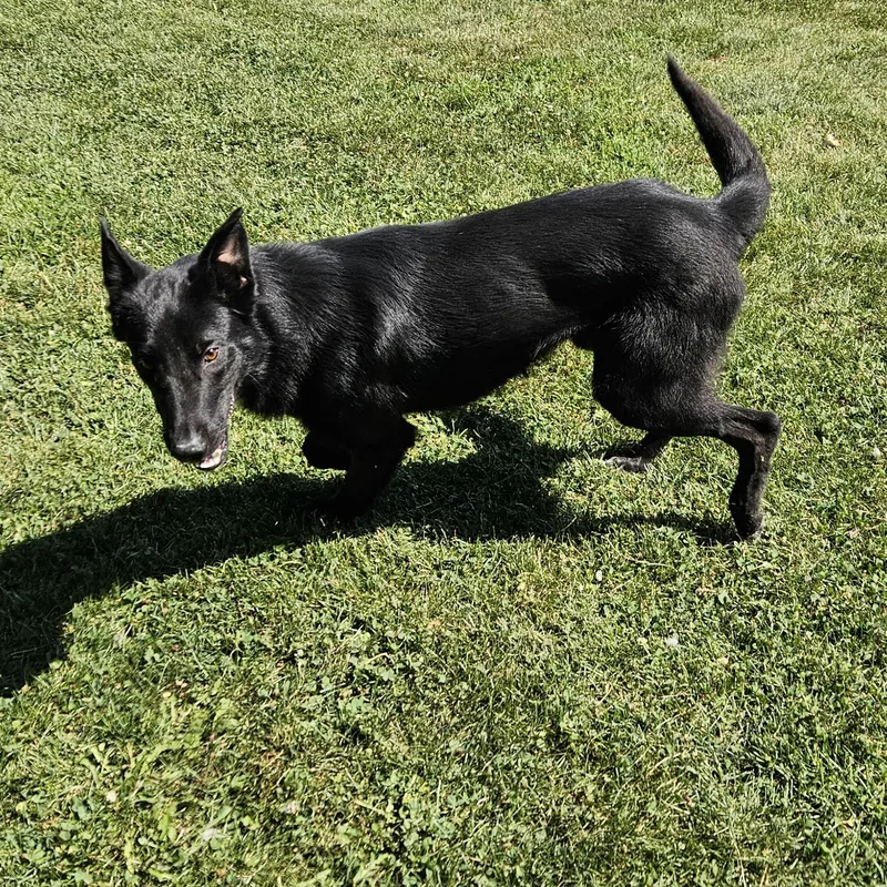 An adult medium-sized male Black Belgian Shepherd / Sheepdog dog named Cusco for adoption in Benton Harbor, MI