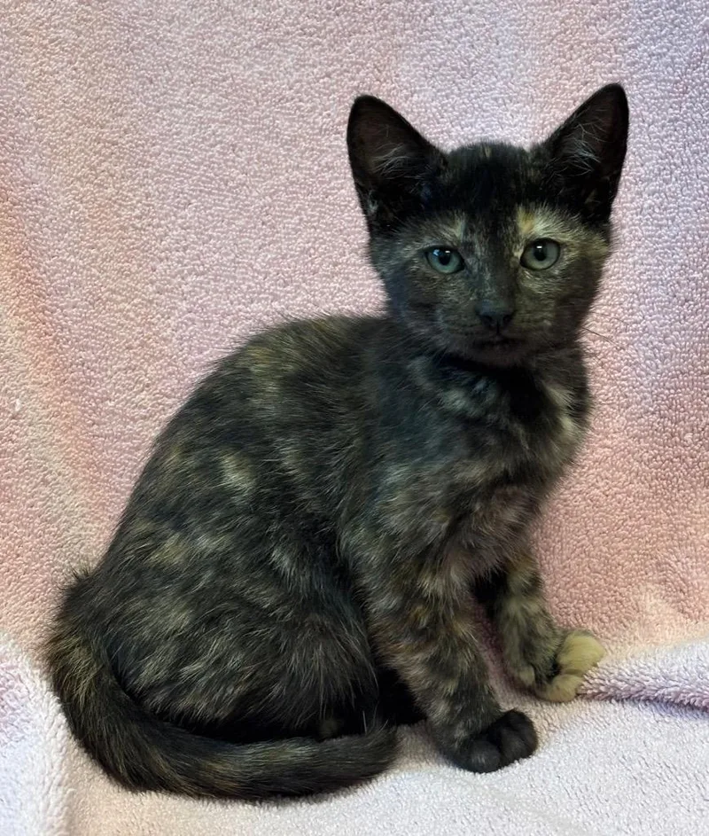 A baby medium-sized female Domestic Short Hair cat named Lorelai for adoption in Little Rock, AR
