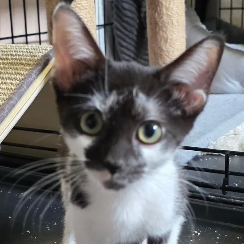 A baby small-sized female Domestic Short Hair cat named Sparkler C for adoption in Lebanon, TN