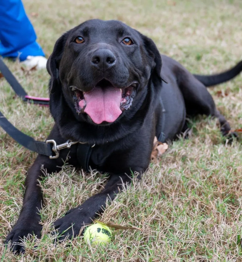 A young large-sized female Black Labrador Retriever dog named Halsey for adoption in Grant, AL