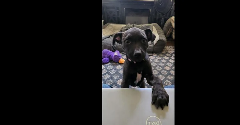 A baby medium-sized male Black Labrador Retriever dog named Valentino for adoption in Lafayette, CO