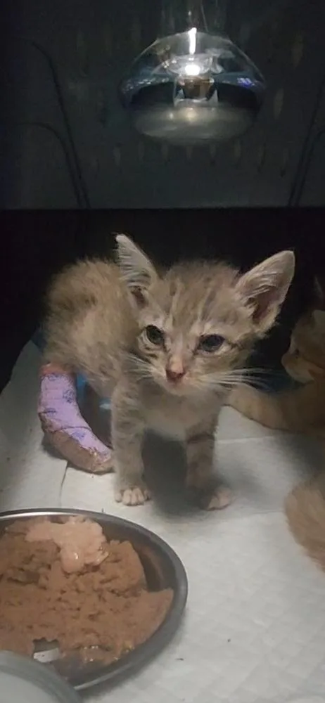 A baby small-sized female Domestic Short Hair cat named Sterling for adoption in Ocala, FL