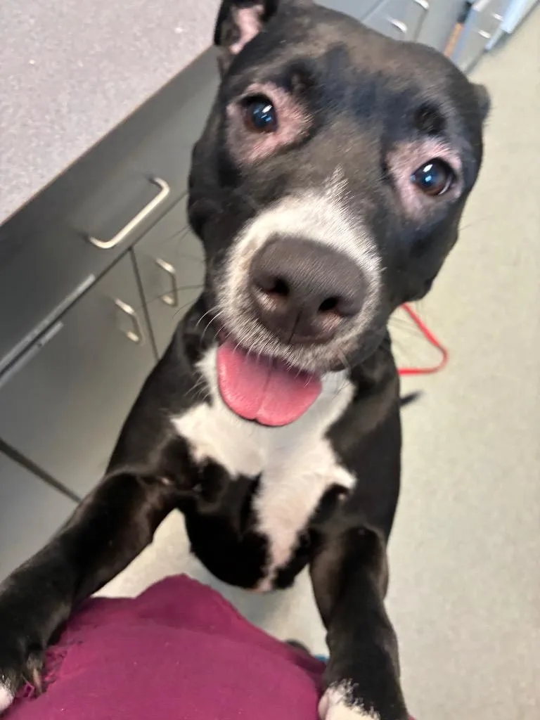 A young medium-sized female Pit Bull Terrier dog named Luna Lou for adoption in Bloomington, IN