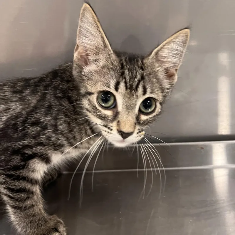 A baby small-sized female Black Domestic Short Hair cat named Miranda for adoption in Washburn, MO