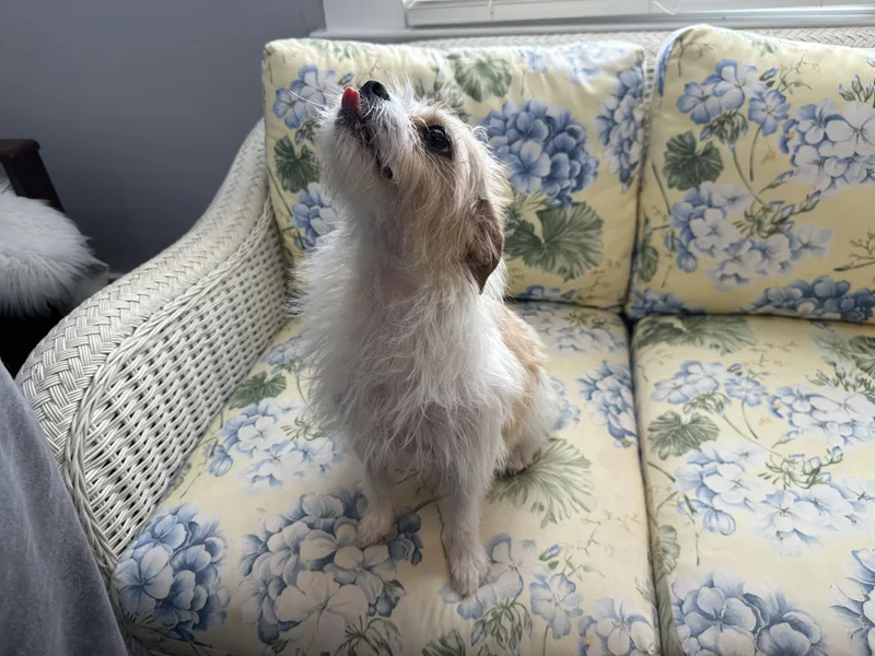 A young small-sized female White / Cream Wirehaired Terrier dog named Muppet for adoption in Lawrenceville, GA
