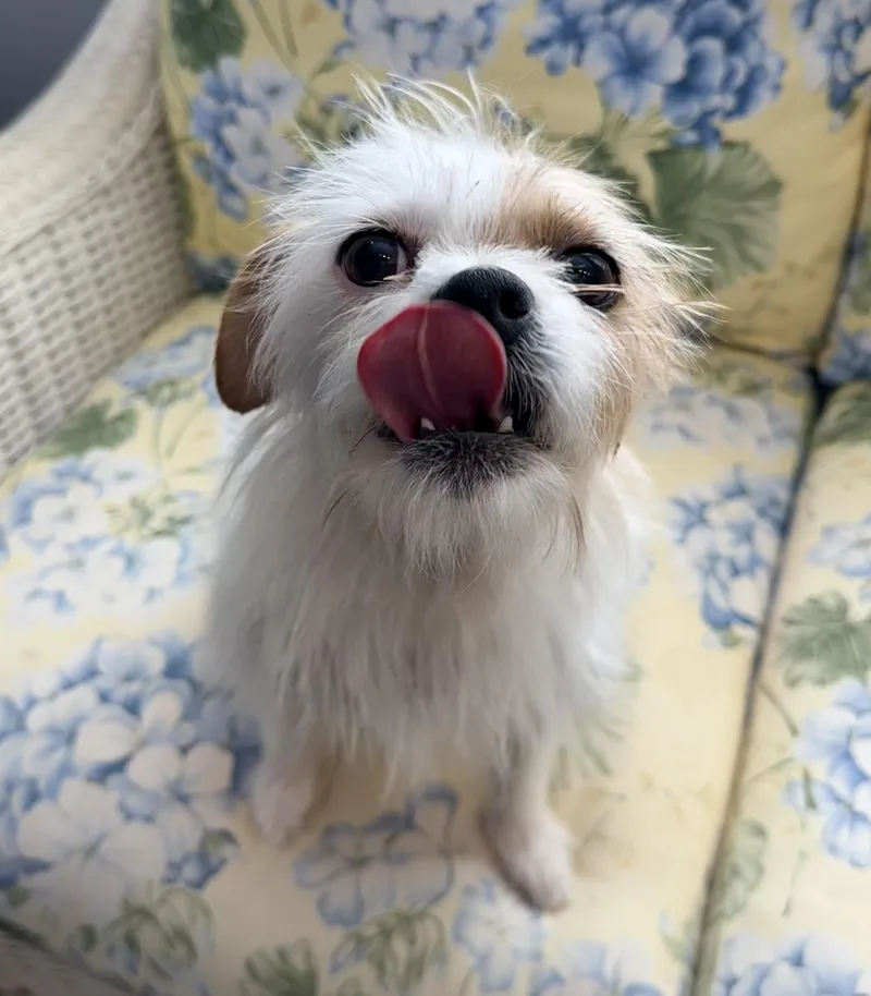 Muppet thumbnail 3