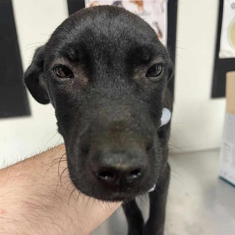 A baby small-sized male Black Labrador Retriever dog named Colby Jack for adoption in Birmingham, AL