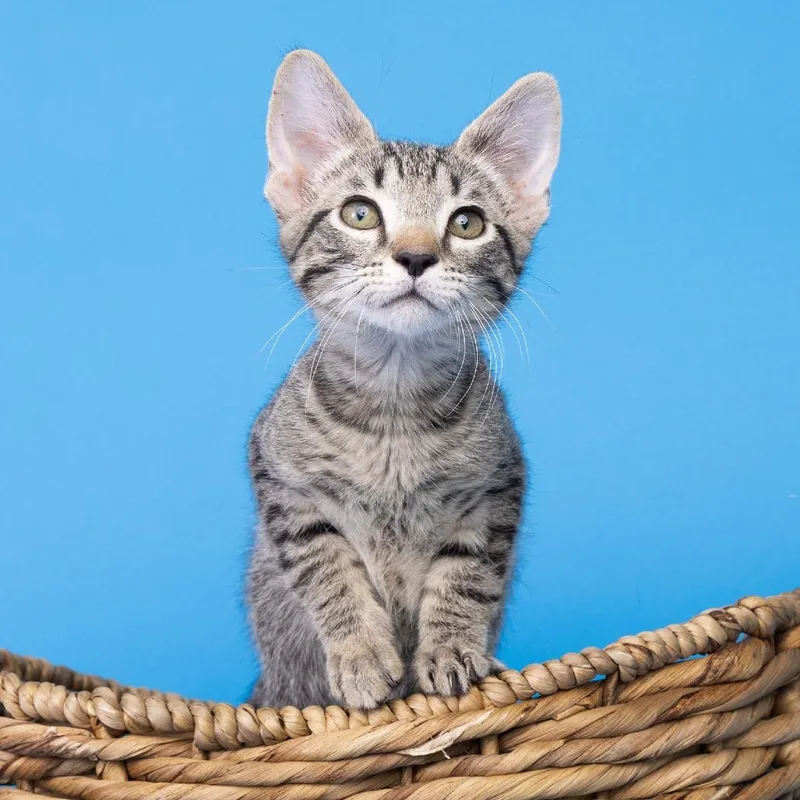 A baby small-sized male Brown / Chocolate American Shorthair cat named Bubbles for adoption in Franklin, TN
