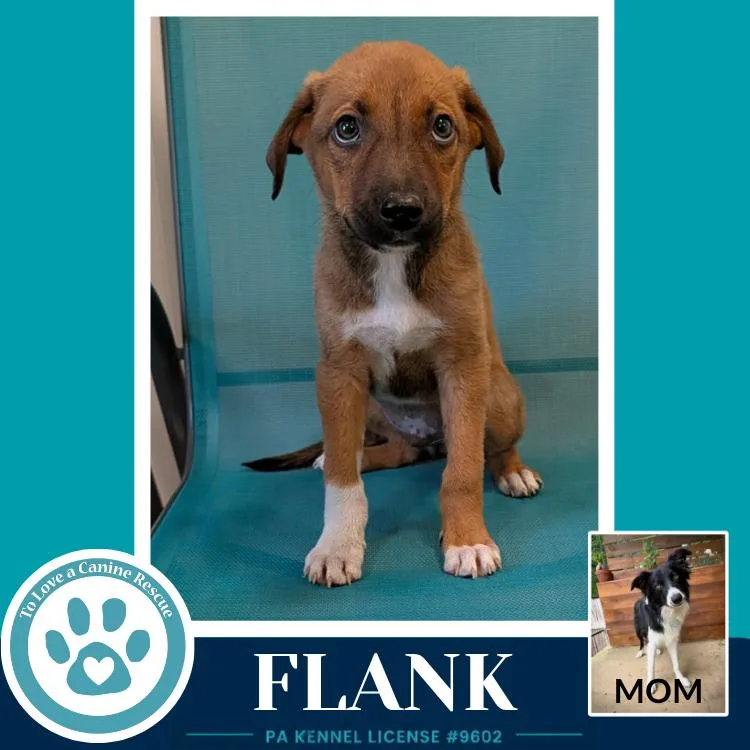 A baby medium-sized male Tricolor (Brown, Black, & White) Border Collie dog named Flank for adoption in Kimberton, PA