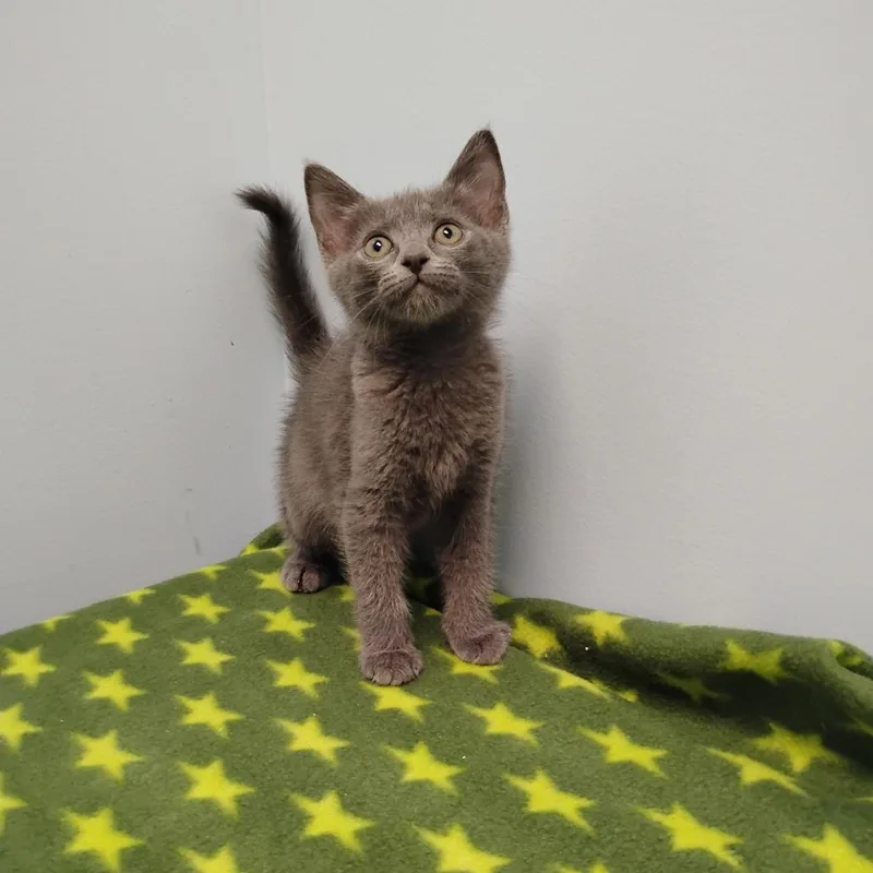 A baby small-sized female Gray / Blue / Silver Domestic Short Hair cat named Teela for adoption in Winchester, TN