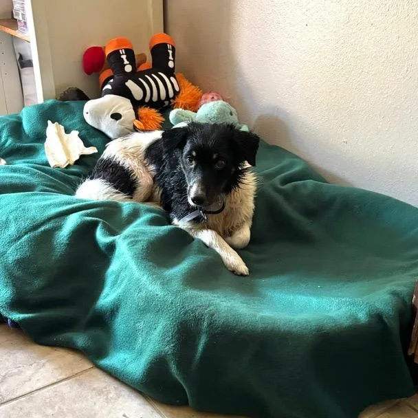 An adult small-sized male Black Border Collie dog named Viktor Arriving  D for adoption in Princeton, MN