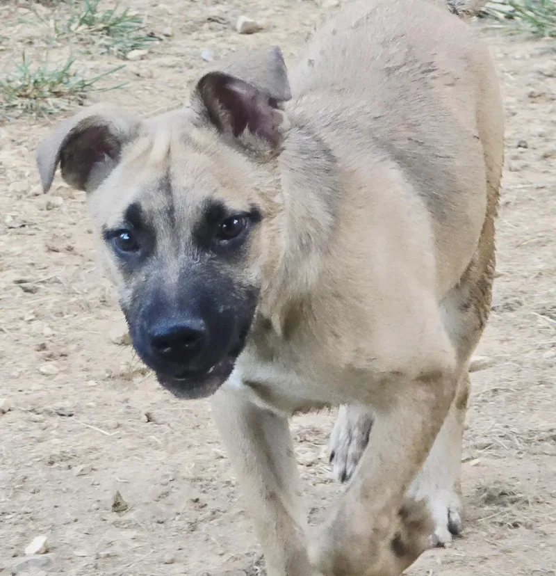 A young medium-sized male Sable Shepherd dog named Miles for adoption in Athens, AL