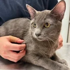 A young large-sized male Domestic Short Hair cat named Ashtro for adoption in Durango, CO