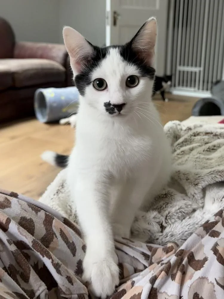 A baby small-sized male Black & White / Tuxedo Domestic Short Hair cat named Pez Exotic Flavors: Guava for adoption in Warren, CT