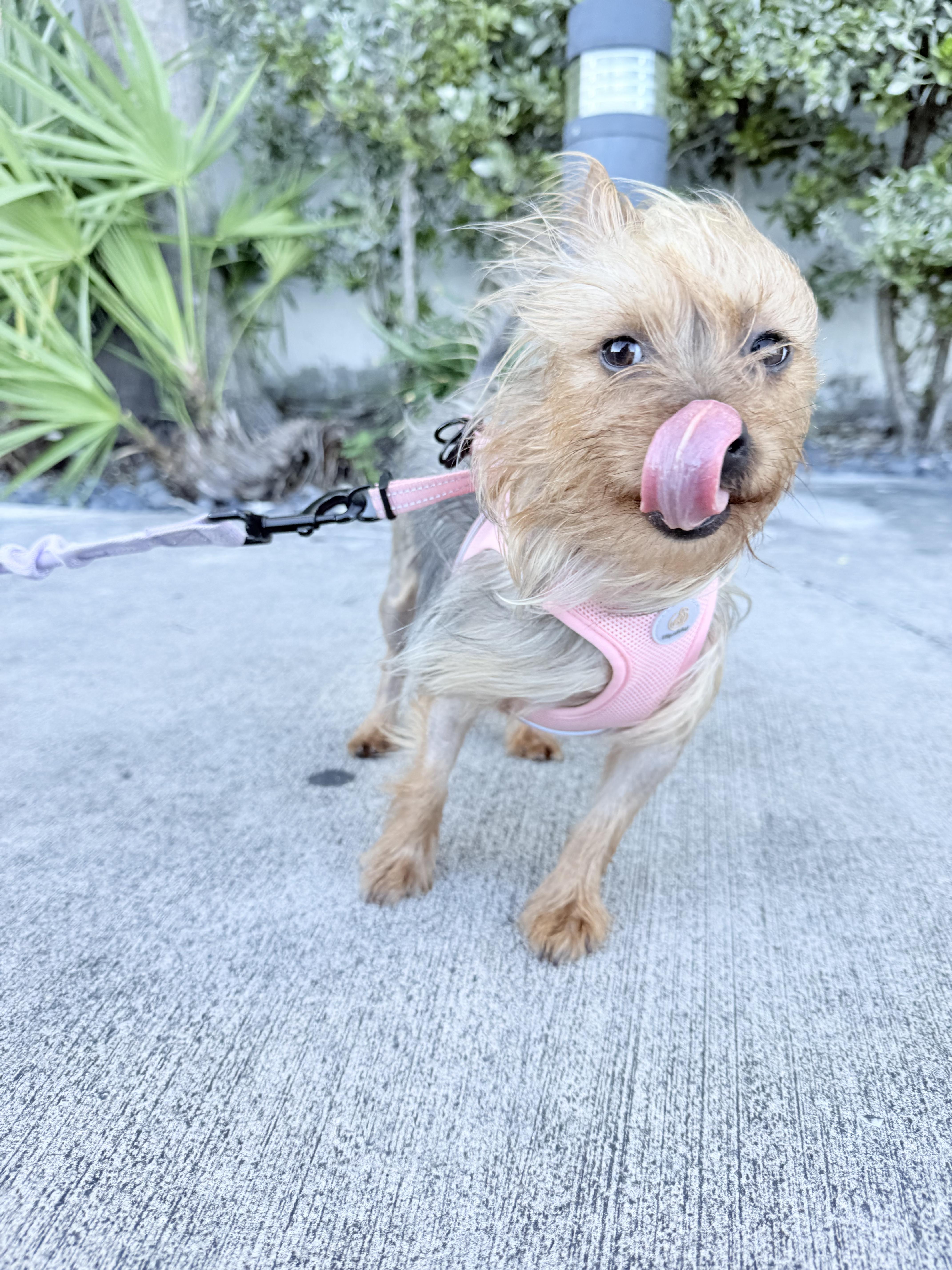 A young small-sized female Bicolor Yorkshire Terrier dog named Stevie for adoption in North Miami, FL