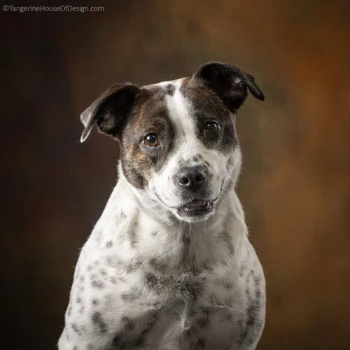 An adult medium-sized female Australian Cattle Dog / Blue Heeler dog named Minnie for adoption in Minneapolis, MN