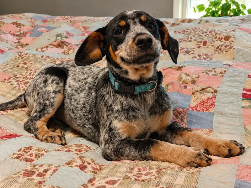 A young medium-sized female Harlequin Beagle dog named Susan for adoption in Medfield, MA
