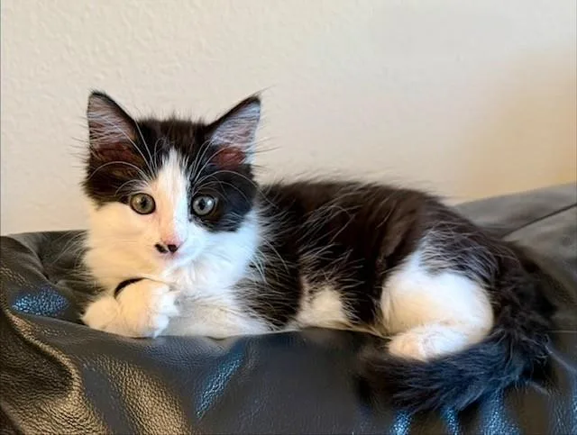 A baby small-sized female Domestic Short Hair cat named Babette for adoption in Tustin, CA
