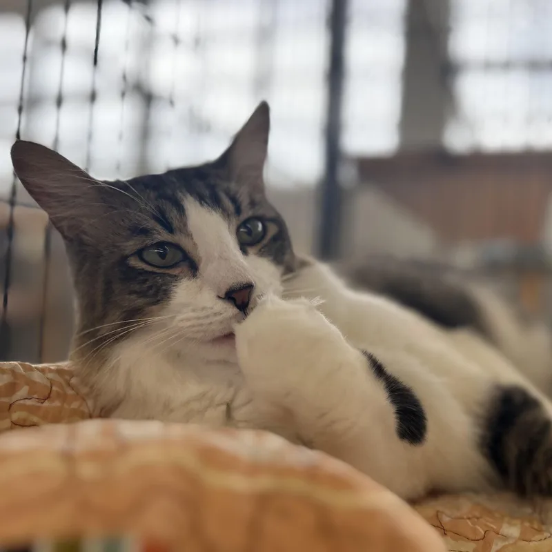 A young medium-sized male Tabby (Brown / Chocolate) Domestic Medium Hair cat named Lil Rascal for adoption in St. Louis, MO