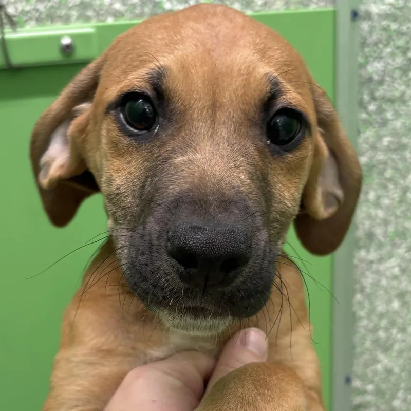 A baby small-sized male Brown / Chocolate Plott Hound dog named Plankton for adoption in Calverton, NY