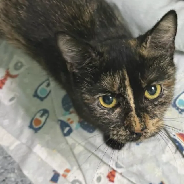 A young medium-sized female Black Domestic Short Hair cat named Stevie for adoption in Hopewell, VA