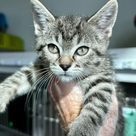 A baby small-sized female Brown / Chocolate Domestic Short Hair cat named Tinky Winky for adoption in Matteson, IL
