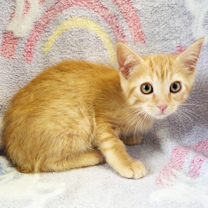 A baby small-sized female Orange / Red Domestic Short Hair cat named Monchichi for adoption in Mount Juliet, TN