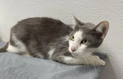 An adult small-sized female Domestic Short Hair cat named Stormy for adoption in West Chester, PA