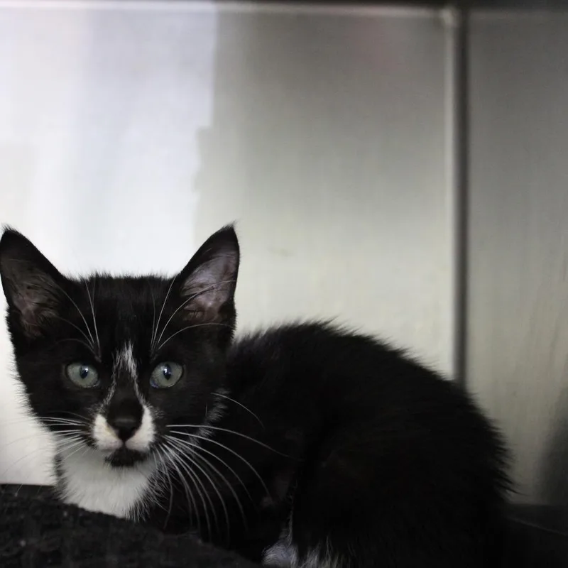 A baby small-sized male Black Domestic Short Hair cat named Hazelnut for adoption in Valley, AL