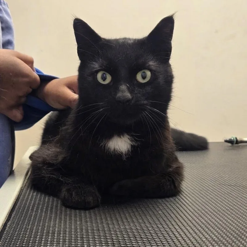 A young medium-sized male Black American Shorthair cat named Patch A Sweet Boy for adoption in Lincoln Park, NJ