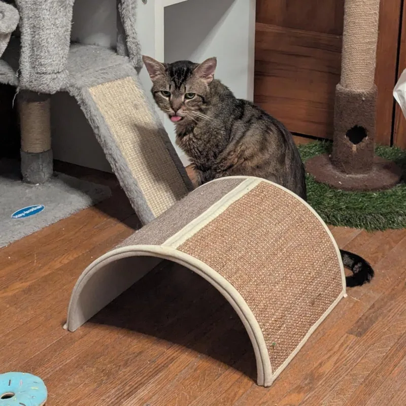 An adult medium-sized male Brown / Chocolate Domestic Short Hair cat named Little Feet for adoption in Fairport, NY