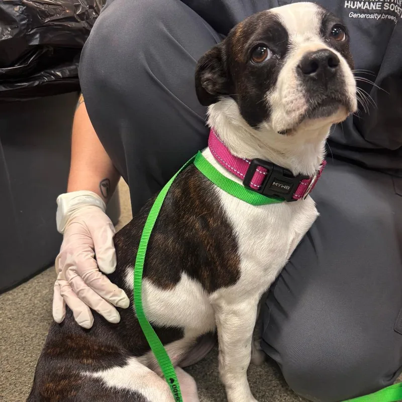 An adult medium-sized female Mixed Breed dog named Gigi for adoption in Jacksonville, FL