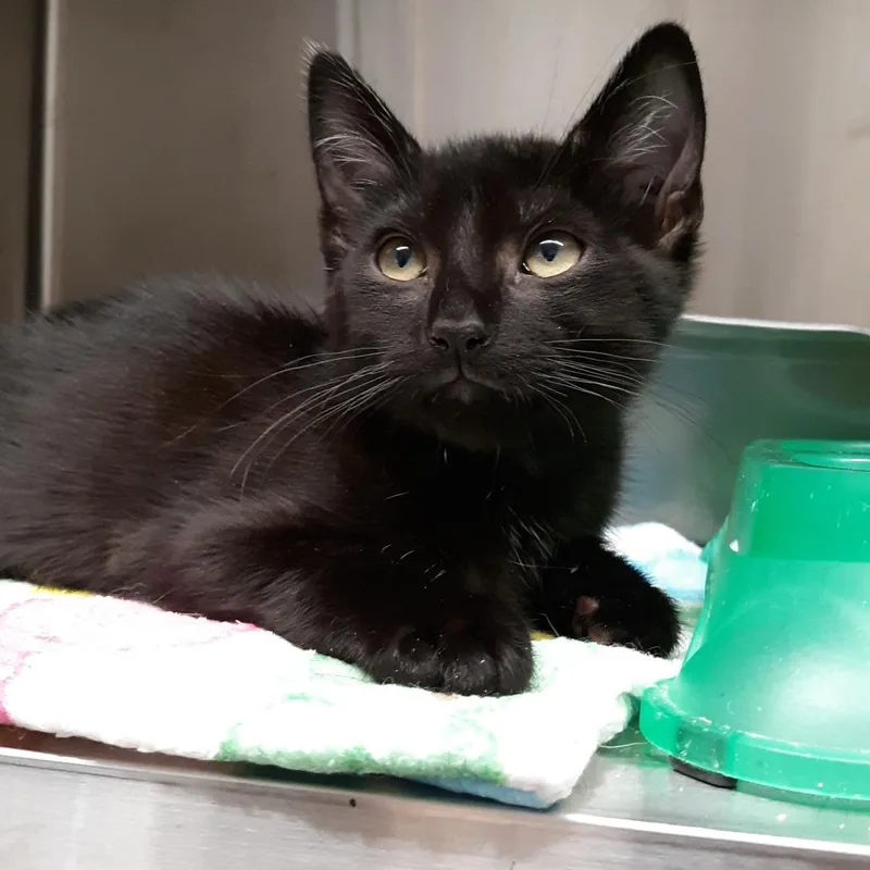 A baby small-sized male Black Domestic Short Hair cat named Suede for adoption in Spokane, WA