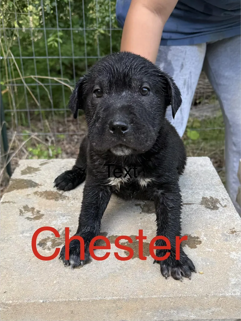 Chester