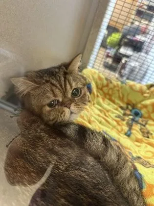 A young medium-sized male Persian cat named Teddy Bear for adoption in Palm Coast, FL